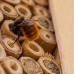 bee on reeds in bee house - bumble beginnings