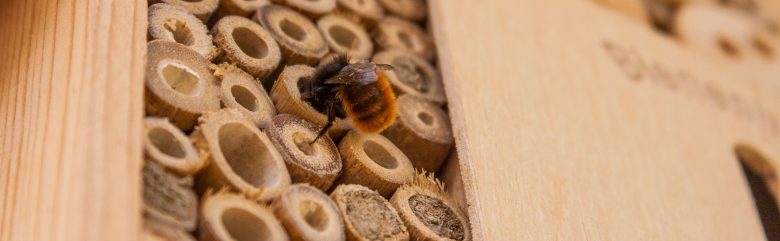 bee on reeds in bee house - bumble beginnings
