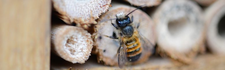 bee school solitary bee on reed