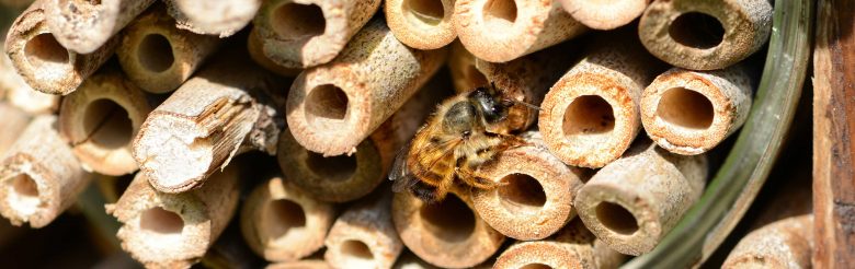 solitary bees